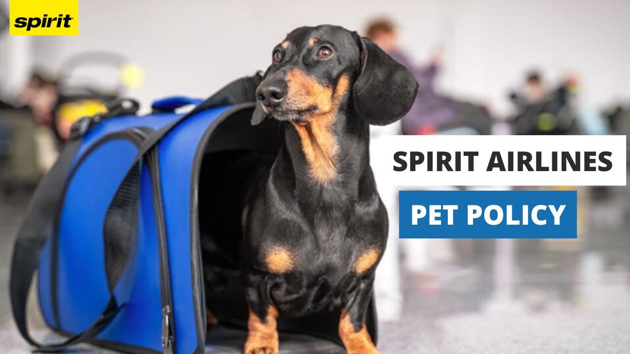 Spirit Airlines Pet Policy